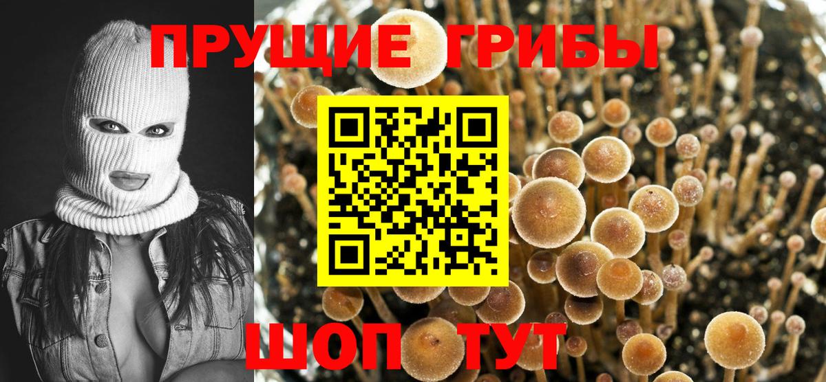 Галлюциногенные грибы прущие грибы  Псилоцибиновые грибы Psilocybe  Вход с VPN  Муравленко 